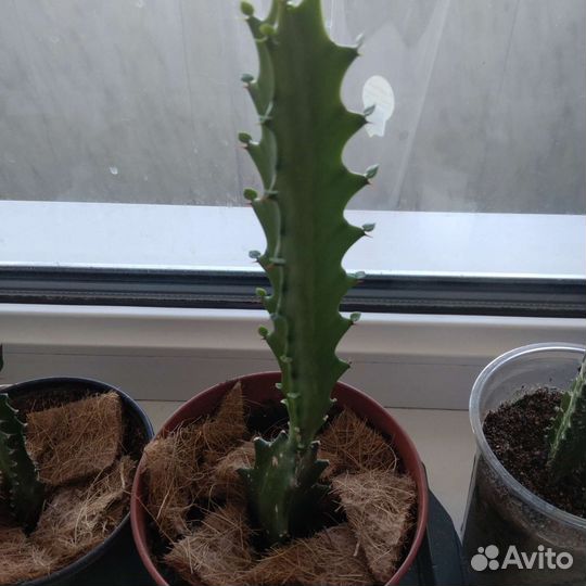 Кактус детки