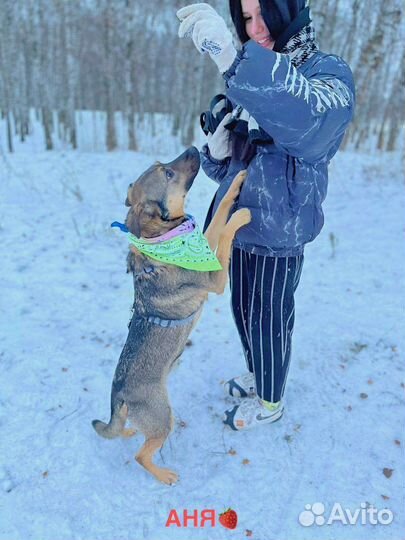 Собака Лукас ищет дом