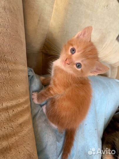 Кошка в дар