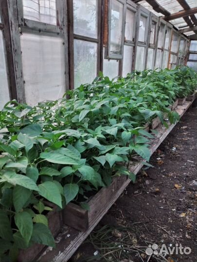 Рассада помидор и перцев