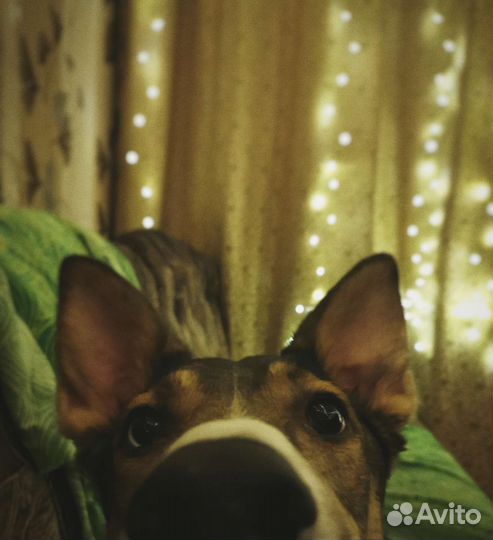 Передержка любых животных, догситтер, зооняня