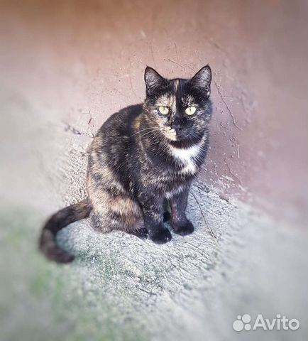 Кошечка ищет теплый дом