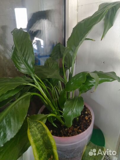 Гибискус китайская роза