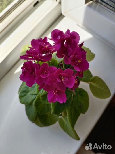 Мини-фиалка, укорененные детки - 3 шт