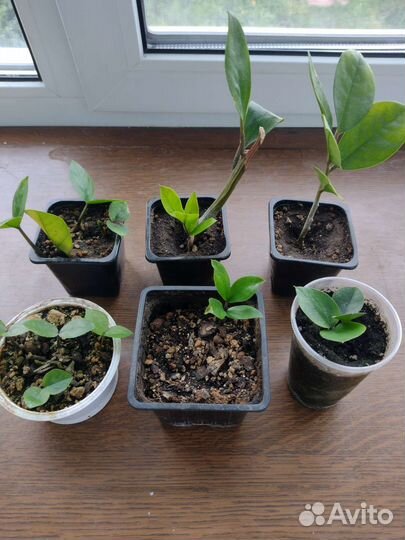 Комнатные цветы фикус замиокулькас