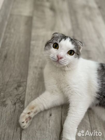 Шотландский вислоухий кот