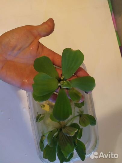 Пистия крупная