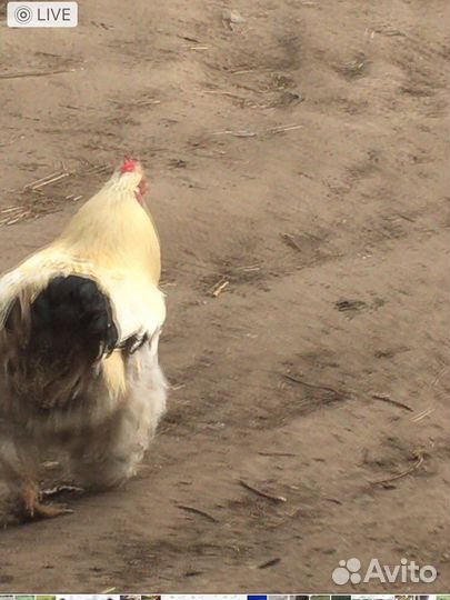 Инкубационное яйцо