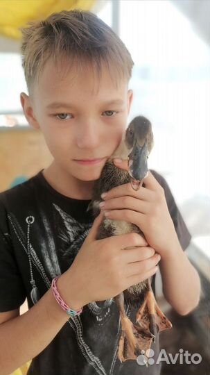 Утята обычные и метисы индийских бегунков