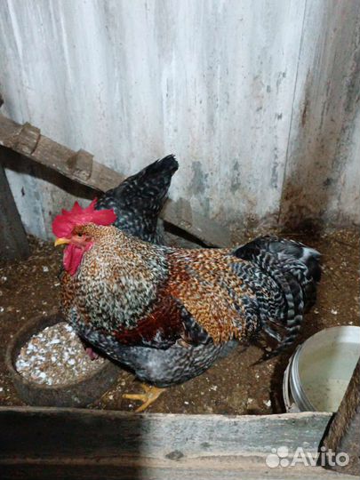 Инкубационные яйцо