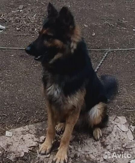 Немецкая овчарка в добрые руки 2.5года