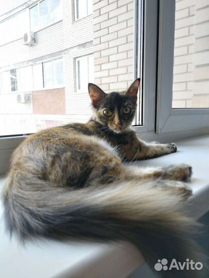 Спасенная Девочка 6 мес