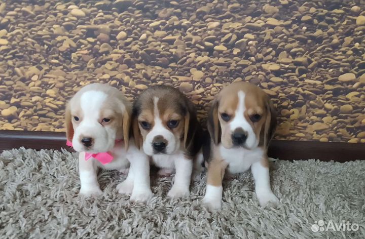 Щенки бигля