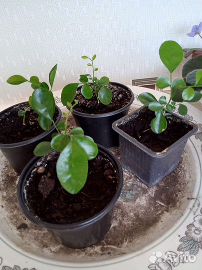 Мурайя метельчатая