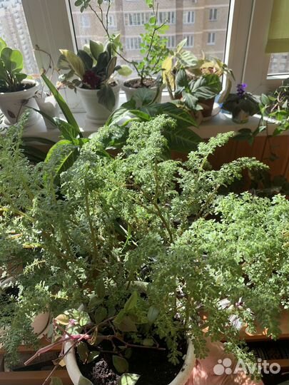 Пилея мелколистная