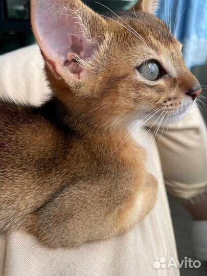 Абиссинская кошка