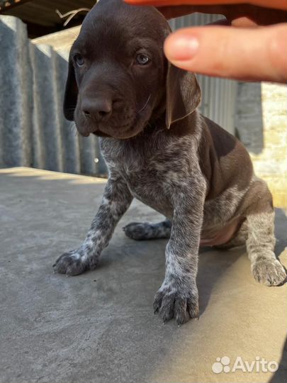 Щенки курцхаара