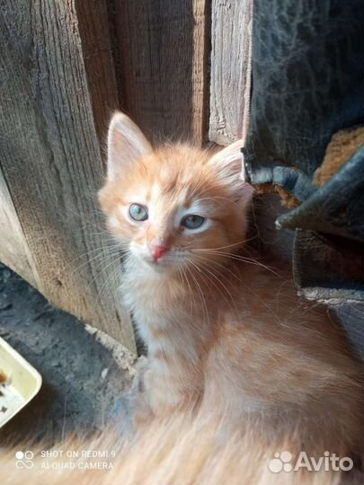 Котята в добрые руки