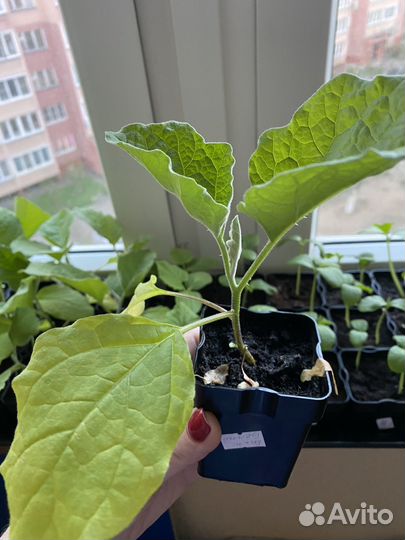 Рассада баклажан,томатов,огурцов и кабачков