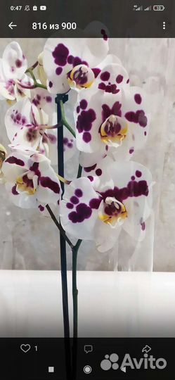 Орхидеи фаленопсисы разные