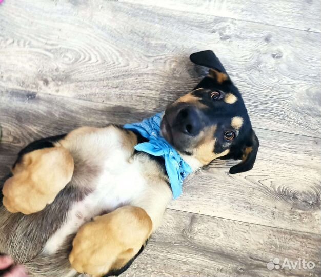 Щенок.4 месяца.В добрые руки