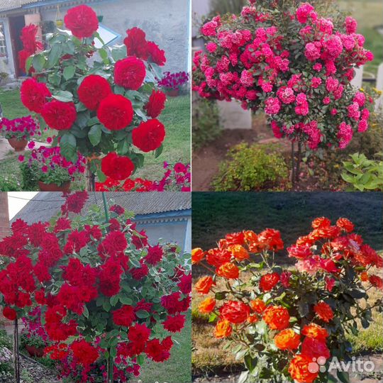 Гортензия метельчатая