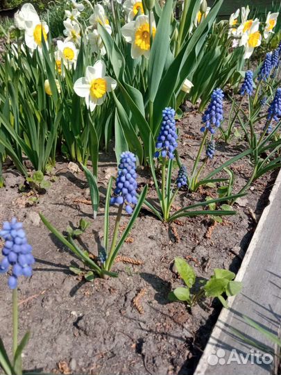 Луковицы мускари