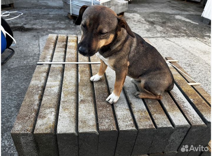 Краснодарская тротуарная плитка от 120 м2