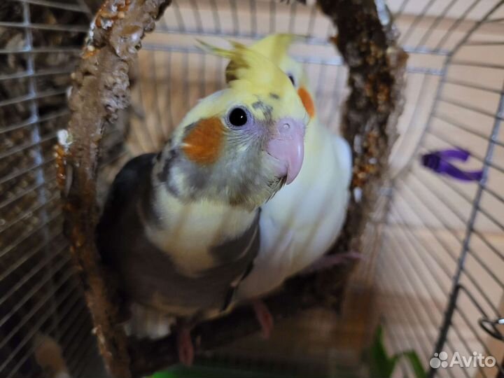 Попугай корелла