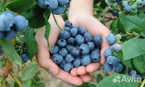 Голубика садовая