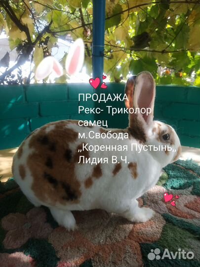Кролики- Рексы