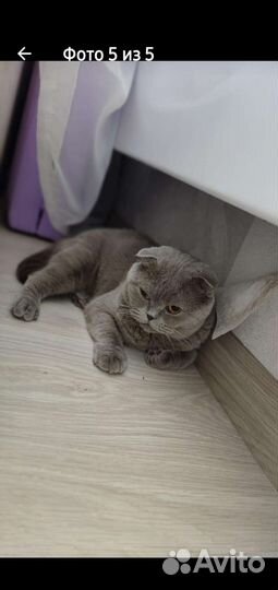 Домашняя передержка кошек на воемя отпуска