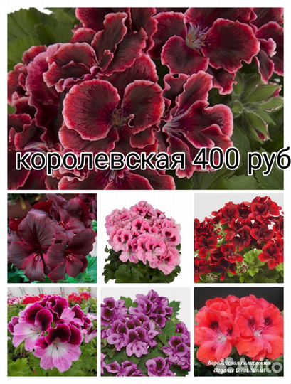 Пеларгония герань