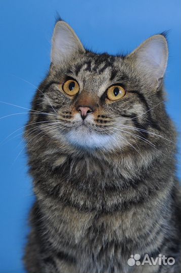 Молодой котик Тимошка ищет дом