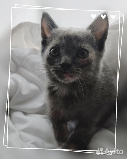 Плюшевые котята