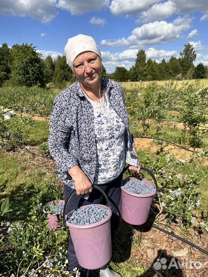 Голубика свежая