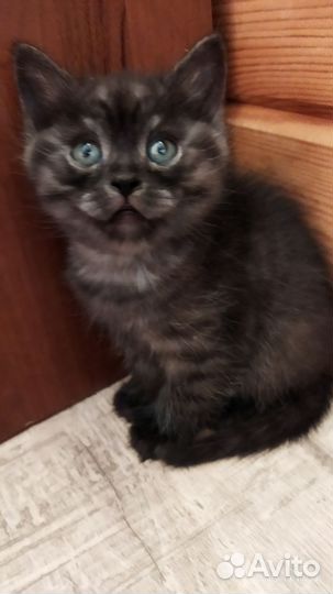 Шотландская