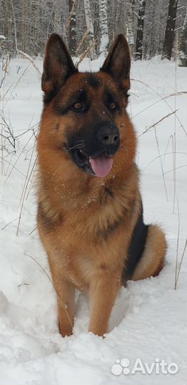 Вязка кобеля Немецкой овчарки