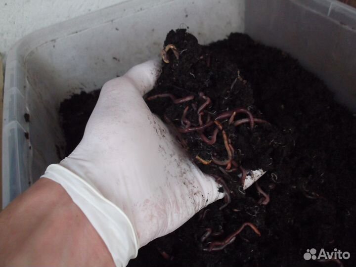 Червь навозный