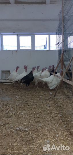 Индюки на племя