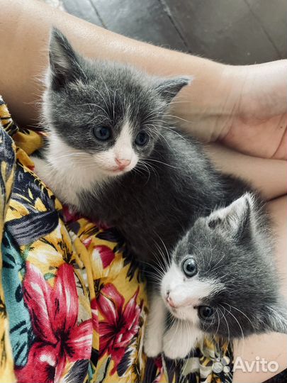 Отдам в добрые руки