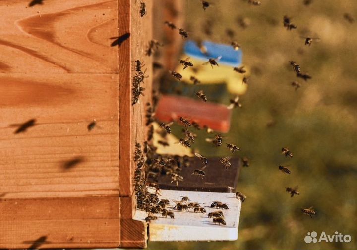 2024 Мед натуральный с Алтая опт