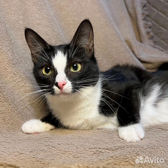 Котенок в Добрые Руки