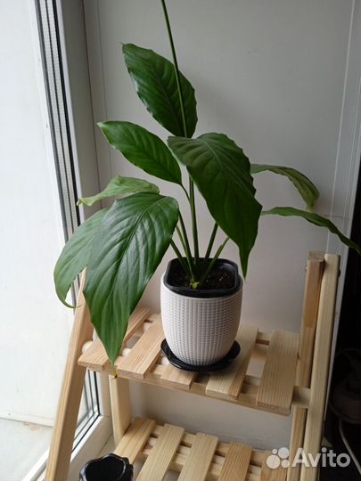 Спатифиллум