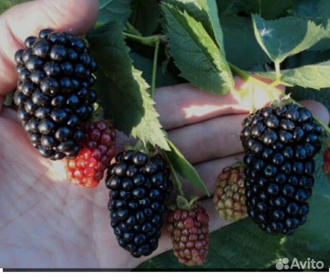 Ежевика сорт Блэк Сатин