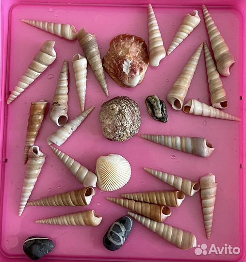 Морские раковины, ракушки