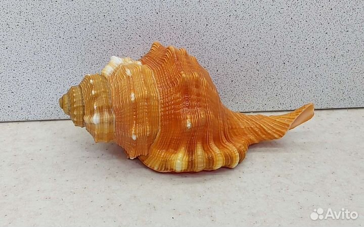 Циматиум Пурам 11,5 морская ракушка раковина