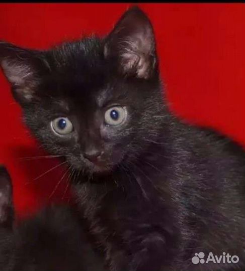 Бесплатно котёнок
