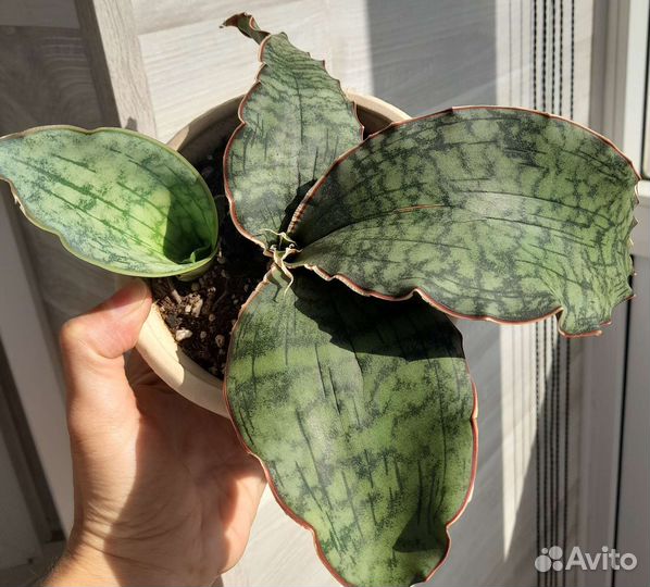 Сансевиерия сортовые