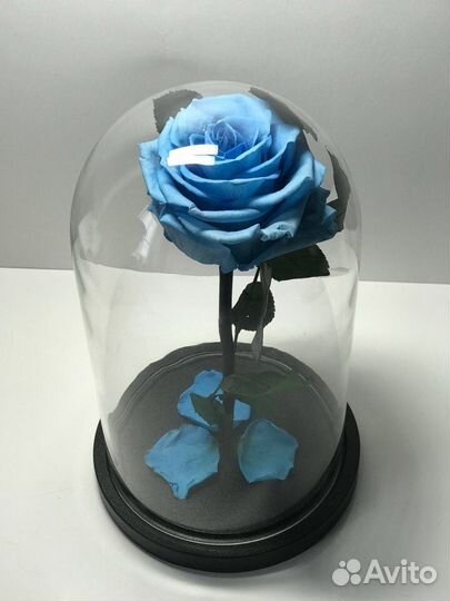 Вечная Роза в колбе с огромным бутоном